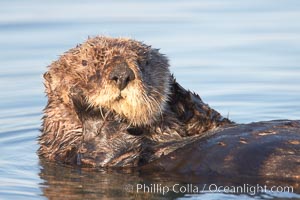 A sea otter, resting and floating on its back, in Elkhorn Slough, Enhydra lutris, Elkhorn Slough National Estuarine Research Reserve, Moss Landing, California