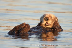 A sea otter, resting on its back, grooms the fur on its head.  A sea otter depends on its fur to keep it warm and afloat, and must groom its fur frequently, Enhydra lutris, Elkhorn Slough National Estuarine Research Reserve, Moss Landing, California