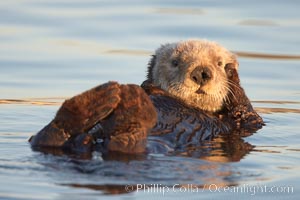 A sea otter, resting on its back, grooms the fur on its head.  A sea otter depends on its fur to keep it warm and afloat, and must groom its fur frequently, Enhydra lutris, Elkhorn Slough National Estuarine Research Reserve, Moss Landing, California