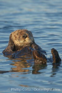 A sea otter resting, holding its paws out of the water to keep them warm and conserve body heat as it floats in cold ocean water. Elkhorn Slough National Estuarine Research Reserve, Moss Landing, California, USA, Enhydra lutris, natural history stock photograph, photo id 21629