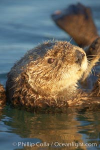 A sea otter, resting and floating on its back, in Elkhorn Slough, Enhydra lutris, Elkhorn Slough National Estuarine Research Reserve, Moss Landing, California