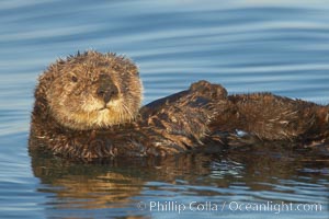 A sea otter, resting on its back, holding its paw out of the water for warmth.  While the sea otter has extremely dense fur on its body, the fur is less dense on its head, arms and paws so it will hold these out of the cold water to conserve body heat, Enhydra lutris, Elkhorn Slough National Estuarine Research Reserve, Moss Landing, California