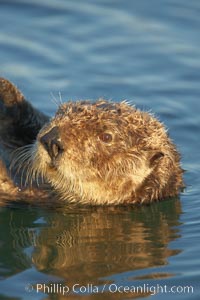 A sea otter, resting and floating on its back, in Elkhorn Slough, Enhydra lutris, Elkhorn Slough National Estuarine Research Reserve, Moss Landing, California