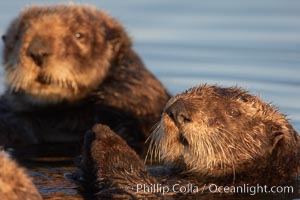 Sea otters, resting on the surface by lying on their backs, in a group known as a raft, Enhydra lutris, Elkhorn Slough National Estuarine Research Reserve, Moss Landing, California