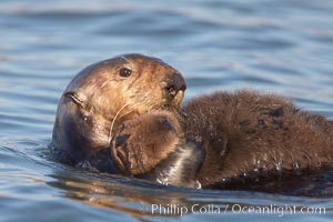 A sea otter mother hold her pup on her stomach as she rests floating on her back.  This pup, just a few days old, probably weighs between 3 and 5 pounds.  The pup still has the fluffy fur it was born with, which traps so much fur the pup cannot dive and floats like a cork, Enhydra lutris, Elkhorn Slough National Estuarine Research Reserve, Moss Landing, California