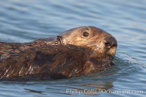 A sea otter mother pulls her days-old pup through the water.  The pup still has the fluffy fur it was born with, which traps so much fur the pup cannot dive and floats like a cork, Enhydra lutris, Elkhorn Slough National Estuarine Research Reserve, Moss Landing, California