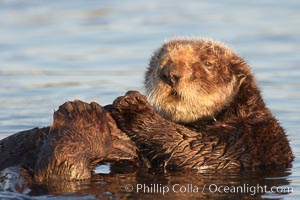 A sea otter resting, holding its paws out of the water to keep them warm and conserve body heat as it floats in cold ocean water, Enhydra lutris, Elkhorn Slough National Estuarine Research Reserve, Moss Landing, California