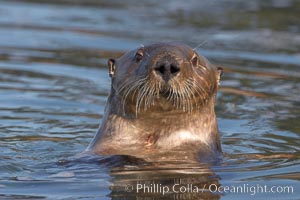 A sea otter, looking at the photographer as it forages for food in Elkhorn Slough, Enhydra lutris, Elkhorn Slough National Estuarine Research Reserve, Moss Landing, California