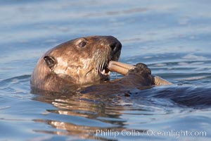 A sea otter eats a clam that it has taken from the shallow sandy bottom of Elkhorn Slough.  Because sea otters have such a high metabolic rate, they eat up to 30% of their body weight each day in the form of clams, mussels, urchins, crabs and abalone.  Sea otters are the only known tool-using marine mammal, using a stone or old shell to open the shells of their prey as they float on their backs, Enhydra lutris, Elkhorn Slough National Estuarine Research Reserve, Moss Landing, California