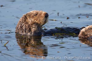 A sea otter resting, holding its paws out of the water to keep them warm and conserve body heat as it floats in cold ocean water, Enhydra lutris, Elkhorn Slough National Estuarine Research Reserve, Moss Landing, California