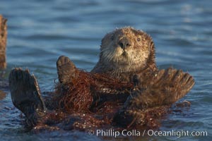 A sea otter, resting on its back, holding its paw out of the water for warmth.  While the sea otter has extremely dense fur on its body, the fur is less dense on its head, arms and paws so it will hold these out of the cold water to conserve body heat, Enhydra lutris, Elkhorn Slough National Estuarine Research Reserve, Moss Landing, California