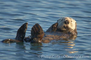 A sea otter, resting on its back, holding its paw out of the water for warmth.  While the sea otter has extremely dense fur on its body, the fur is less dense on its head, arms and paws so it will hold these out of the cold water to conserve body heat, Enhydra lutris, Elkhorn Slough National Estuarine Research Reserve, Moss Landing, California