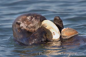 A sea otter eats a clam that it has taken from the shallow sandy bottom of Elkhorn Slough.  Because sea otters have such a high metabolic rate, they eat up to 30% of their body weight each day in the form of clams, mussels, urchins, crabs and abalone.  Sea otters are the only known tool-using marine mammal, using a stone or old shell to open the shells of their prey as they float on their backs, Enhydra lutris, Elkhorn Slough National Estuarine Research Reserve, Moss Landing, California