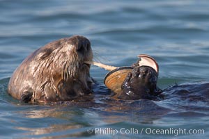A sea otter eats a clam that it has taken from the shallow sandy bottom of Elkhorn Slough.  Because sea otters have such a high metabolic rate, they eat up to 30% of their body weight each day in the form of clams, mussels, urchins, crabs and abalone.  Sea otters are the only known tool-using marine mammal, using a stone or old shell to open the shells of their prey as they float on their backs. Elkhorn Slough National Estuarine Research Reserve, Moss Landing, California, USA, Enhydra lutris, natural history stock photograph, photo id 21612