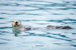 Sea otter, Enhydra lutris, Resurrection Bay, Kenai Fjords National Park, Alaska