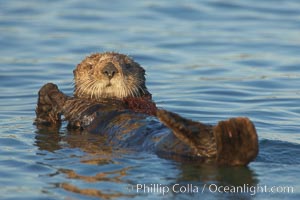 A sea otter resting, holding its paws out of the water to keep them warm and conserve body heat as it floats in cold ocean water. Elkhorn Slough National Estuarine Research Reserve, Moss Landing, California, USA, Enhydra lutris, natural history stock photograph, photo id 21675