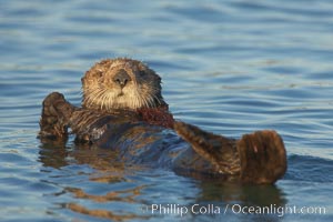 A sea otter resting, holding its paws out of the water to keep them warm and conserve body heat as it floats in cold ocean water, Enhydra lutris, Elkhorn Slough National Estuarine Research Reserve, Moss Landing, California