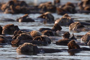 A raft of sea otters.  A raft is a congregation of sea otters, usually in a resting mode.  While rafting sea otters appear to suggest a tendancy toward a group social structure, sea otters can also be solitary animals, Enhydra lutris, Elkhorn Slough National Estuarine Research Reserve, Moss Landing, California