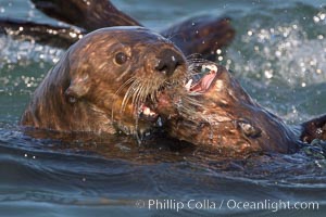 Sea otters mating.  The male holds the female's head or nose with his jaws during copulation. Visible scars are often present on females from this behavior.  Sea otters have a polygynous mating system. Many males actively defend territories and will mate with females that inhabit their territory or seek out females in estrus if no territory is established. Males and females typically bond for the duration of estrus, or about 3 days, Enhydra lutris, Elkhorn Slough National Estuarine Research Reserve, Moss Landing, California