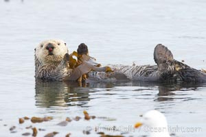 A sea otter floats on its back on the ocean surface.  It will wrap itself in kelp (seaweed) to keep from drifting as it rests and floats, Enhydra lutris, Morro Bay, California