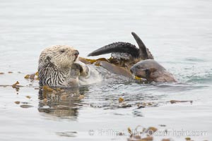 A female sea otter floats on its back on the ocean surface while her pup pops its head above the water for a look around.  Both otters will wrap itself in kelp (seaweed) to keep from drifting as it rests and floats, Enhydra lutris, Morro Bay, California