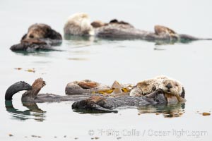 Five sea otters float on their backs on the ocean surface.  Each will wrap itself in kelp (seaweed) to keep from drifting as it rests and floats, Enhydra lutris, Morro Bay, California