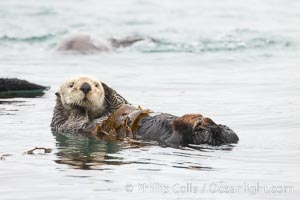 A sea otter floats on its back on the ocean surface.  It will wrap itself in kelp (seaweed) to keep from drifting as it rests and floats, Enhydra lutris, Morro Bay, California