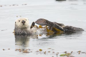 A sea otter floats on its back on the ocean surface.  It will wrap itself in kelp (seaweed) to keep from drifting as it rests and floats, Enhydra lutris, Morro Bay, California