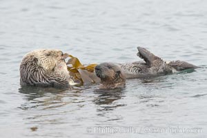 A female sea otter floats on its back on the ocean surface while her pup pops its head above the water for a look around.  Both otters will wrap itself in kelp (seaweed) to keep from drifting as it rests and floats, Enhydra lutris, Morro Bay, California