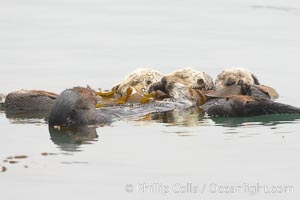 Three sleeping sea otters float on their backs on the ocean surface.  Each has wrapped itself in kelp (seaweed) to keep from drifting, Enhydra lutris, Morro Bay, California