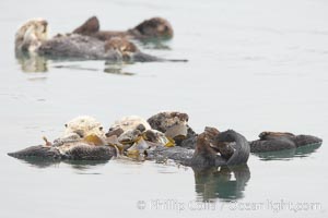 Five sea otters float on their backs on the ocean surface.  Each will wrap itself in kelp (seaweed) to keep from drifting as it rests and floats, Enhydra lutris, Morro Bay, California