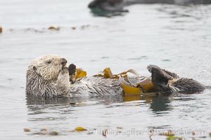 A sea otter floats on its back on the ocean surface.  It will wrap itself in kelp (seaweed) to keep from drifting as it rests and floats, Enhydra lutris, Morro Bay, California