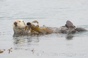 A sea otter floats on its back on the ocean surface.  It will wrap itself in kelp (seaweed) to keep from drifting as it rests and floats, Enhydra lutris, Morro Bay, California