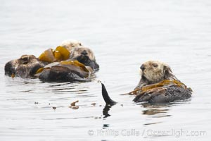 A sea otter floats on its back on the ocean surface.  It will wrap itself in kelp (seaweed) to keep from drifting as it rests and floats, Enhydra lutris, Morro Bay, California