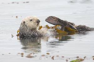 A sea otter floats on its back on the ocean surface.  It will wrap itself in kelp (seaweed) to keep from drifting as it rests and floats, Enhydra lutris, Morro Bay, California