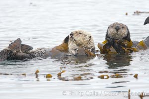 A sea otter floats on its back on the ocean surface.  It will wrap itself in kelp (seaweed) to keep from drifting as it rests and floats, Enhydra lutris, Morro Bay, California