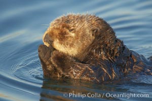 A sea otter, resting on its back, holding its paw out of the water for warmth.  While the sea otter has extremely dense fur on its body, the fur is less dense on its head, arms and paws so it will hold these out of the cold water to conserve body heat, Enhydra lutris, Elkhorn Slough National Estuarine Research Reserve, Moss Landing, California