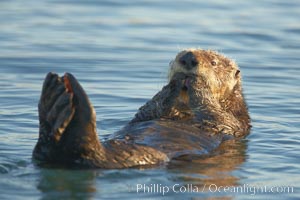 A sea otter, resting on its back, holding its paw out of the water for warmth.  While the sea otter has extremely dense fur on its body, the fur is less dense on its head, arms and paws so it will hold these out of the cold water to conserve body heat, Enhydra lutris, Elkhorn Slough National Estuarine Research Reserve, Moss Landing, California