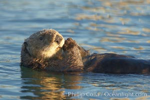 A sea otter, resting on its back, holding its paw out of the water for warmth.  While the sea otter has extremely dense fur on its body, the fur is less dense on its head, arms and paws so it will hold these out of the cold water to conserve body heat, Enhydra lutris, Elkhorn Slough National Estuarine Research Reserve, Moss Landing, California