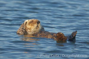 A sea otter, resting on its back, grooms the fur on its head.  A sea otter depends on its fur to keep it warm and afloat, and must groom its fur frequently, Enhydra lutris, Elkhorn Slough National Estuarine Research Reserve, Moss Landing, California