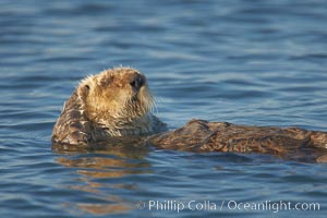 A sea otter, resting on its back, grooms the fur on its head.  A sea otter depends on its fur to keep it warm and afloat, and must groom its fur frequently, Enhydra lutris, Elkhorn Slough National Estuarine Research Reserve, Moss Landing, California