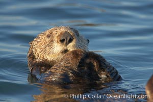 A sea otter resting, holding its paws out of the water to keep them warm and conserve body heat as it floats in cold ocean water, Enhydra lutris, Elkhorn Slough National Estuarine Research Reserve, Moss Landing, California