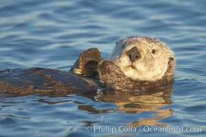 A sea otter, resting on its back, holding its paw out of the water for warmth.  While the sea otter has extremely dense fur on its body, the fur is less dense on its head, arms and paws so it will hold these out of the cold water to conserve body heat, Enhydra lutris, Elkhorn Slough National Estuarine Research Reserve, Moss Landing, California