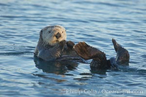 A sea otter resting, holding its paws out of the water to keep them warm and conserve body heat as it floats in cold ocean water, Enhydra lutris, Elkhorn Slough National Estuarine Research Reserve, Moss Landing, California