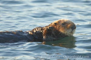 A sea otter, resting and floating on its back, in Elkhorn Slough, Enhydra lutris, Elkhorn Slough National Estuarine Research Reserve, Moss Landing, California