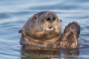 A sea otter, resting on its back, holding its paw out of the water for warmth.  While the sea otter has extremely dense fur on its body, the fur is less dense on its head, arms and paws so it will hold these out of the cold water to conserve body heat, Enhydra lutris, Elkhorn Slough National Estuarine Research Reserve, Moss Landing, California