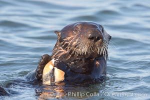 A sea otter eats a clam that it has taken from the shallow sandy bottom of Elkhorn Slough.  Because sea otters have such a high metabolic rate, they eat up to 30% of their body weight each day in the form of clams, mussels, urchins, crabs and abalone.  Sea otters are the only known tool-using marine mammal, using a stone or old shell to open the shells of their prey as they float on their backs, Enhydra lutris, Elkhorn Slough National Estuarine Research Reserve, Moss Landing, California