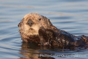 A sea otter, resting on its back, holding its paw out of the water for warmth.  While the sea otter has extremely dense fur on its body, the fur is less dense on its head, arms and paws so it will hold these out of the cold water to conserve body heat, Enhydra lutris, Elkhorn Slough National Estuarine Research Reserve, Moss Landing, California