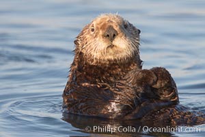 A sea otter, resting on its back, holding its paw out of the water for warmth.  While the sea otter has extremely dense fur on its body, the fur is less dense on its head, arms and paws so it will hold these out of the cold water to conserve body heat, Enhydra lutris, Elkhorn Slough National Estuarine Research Reserve, Moss Landing, California