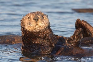 A sea otter resting, holding its paws out of the water to keep them warm and conserve body heat as it floats in cold ocean water, Enhydra lutris, Elkhorn Slough National Estuarine Research Reserve, Moss Landing, California